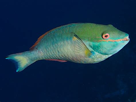 Redband Parrotfish Sparisoma Aurofrenatum Cozumel Mexico Photo