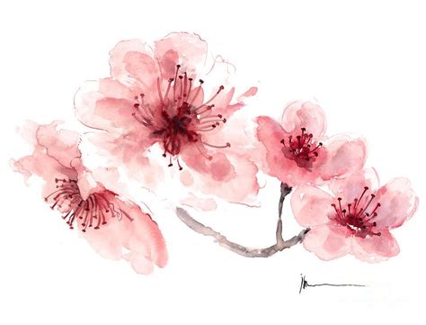 Pin By Ria Sinha On Tattoos Cherry Blossom Watercolor Cherry Blossom Painting Cherry Blossom Art