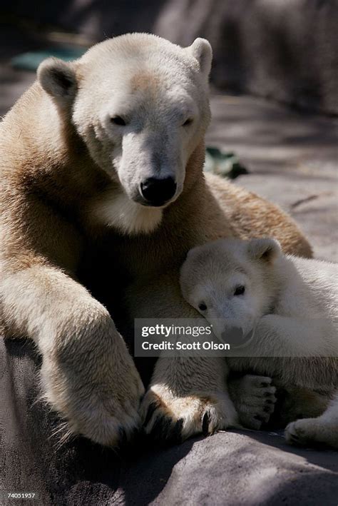 A Four Month Old Polar Bear Cub Cuddles Next To His 22 Year Old News