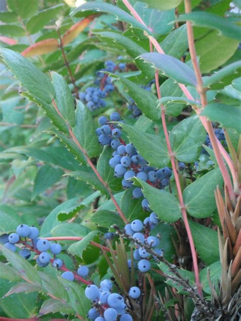 Low Oregon Grape Mahonia Nervosa Native Plants Pnw