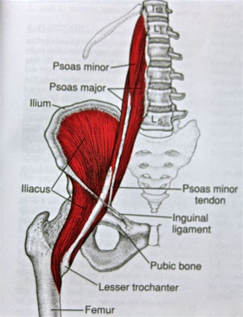 Muscles Of The Lower Back And Hip The Spinal Cord Is Contained Within