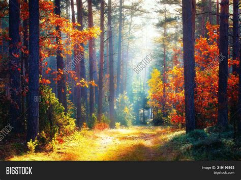 Autumn Fall Forest Image And Photo Free Trial Bigstock