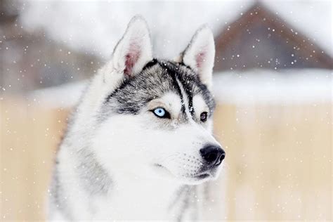 Siberian Husky Dog Breed Information