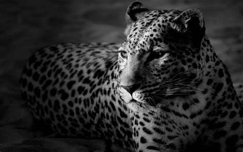 Black And White Animal Wallpapers Wallpaper Cave
