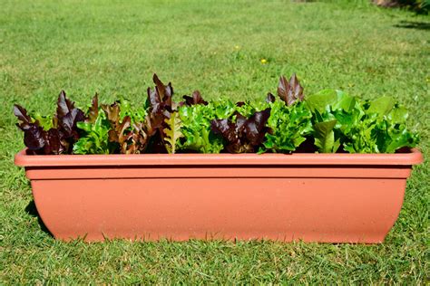 Get Growing Mr Fothergills Lettuce Loose Leaf David Domoney