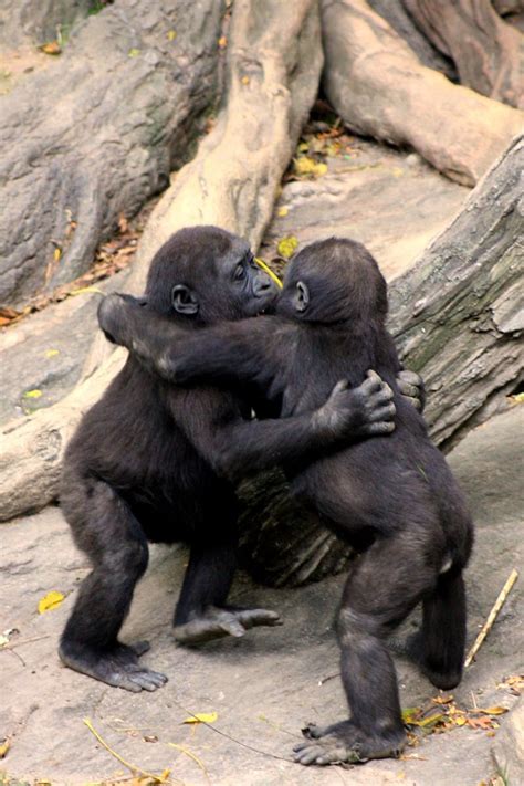 All Sizes Gorilla Baby Hug Party Flickr Photo Sharing