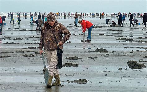 Razor Clam Harvest Remains Strong The Daily World