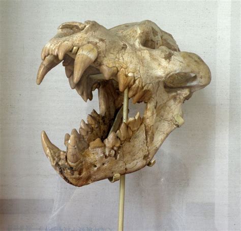 Olympus Digital Camera Animal Skeletons Animal Skulls Skull Reference