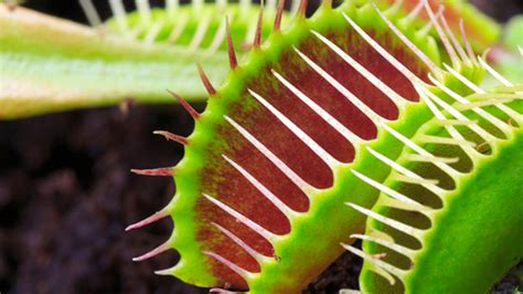 14 Captivating Facts About Carnivorous Plants Mental Floss