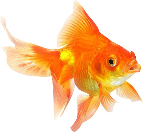 Goldfish Png Transparent Image Download Size 678x628px