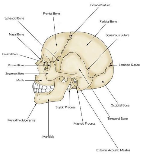 Parts Of The Human Skull Biology101 Study Guide Anatomy Physiology