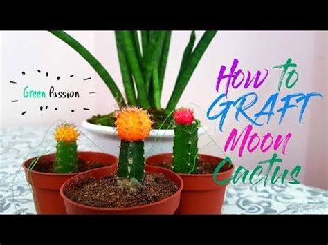 I was wondering if you could confirm it is that coating that baffles me when i try to figure out how to store them. How to Graft Moon Cactus | Mini Moon Cactus | Cactus and ...
