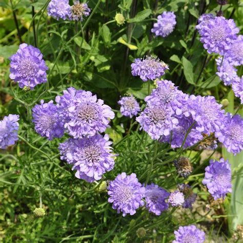 Scabiosa Butterfly Blue Buy Online For Home Delivery Claire Austin