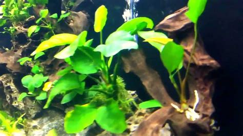 Baby Discus In A Planted 150 Gal Aquarium Youtube