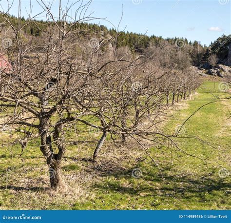 Row Of Old Naked Apple Trees In Spring Growing On Grass Land Stock