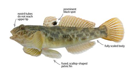 Facts And Guide To Round Goby Neogobius Melanostomus