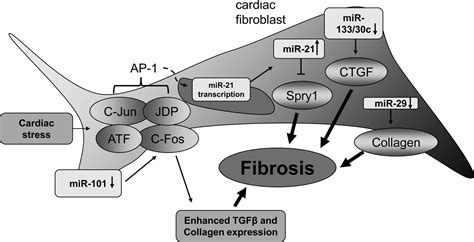 Cardiac Fibrosis Revisited By Microrna Therapeutics Circulation