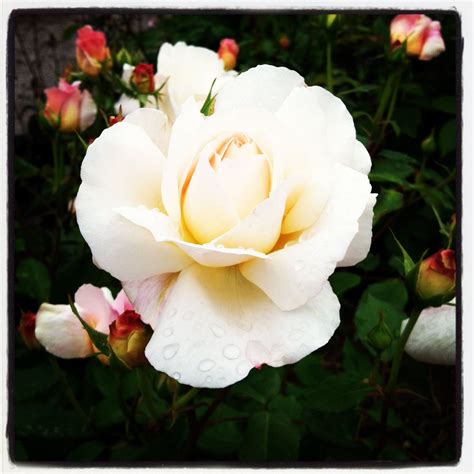 Maybe you would like to learn more about one of these? National Garden - Washington DC | Fragrant roses ...