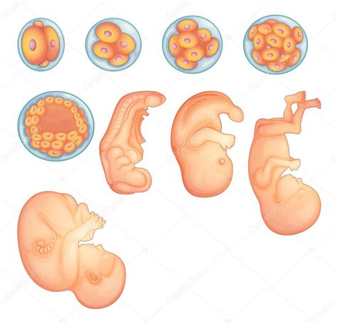 Stages In Human Embryonic Development — Stock Vector © Blueringmedia