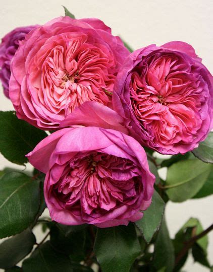 Pink Cabbage Roses Landscapedesignwithredroses Pink Garden Rose