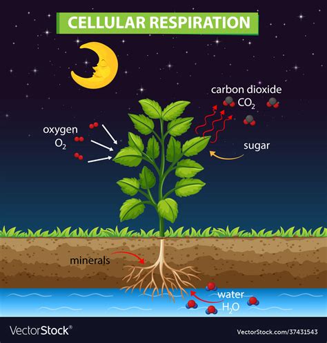 Diagram Showing Process Cellular Respiration Vector Image