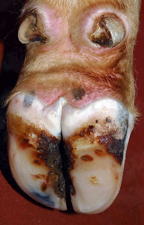 Foreign Animal Diseases of Concern: Foot and Mouth Disease | Oklahoma