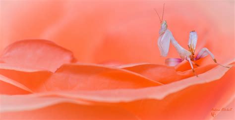 Top free images & vectors for orchid praying mantis for sale uk in png, vector, file, black and white, logo, clipart, cartoon and transparent. Hymenopus coronatus (Orchid Mantis) for sale