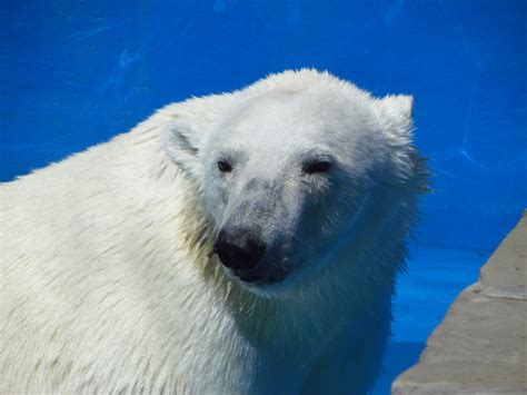 Polar Bear Female Zoochat