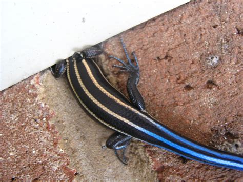 The Endangered Blue Tailed Skink
