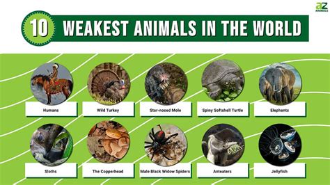 Strong Enough To Survive The 10 Weakest Animals In The World A Z Animals