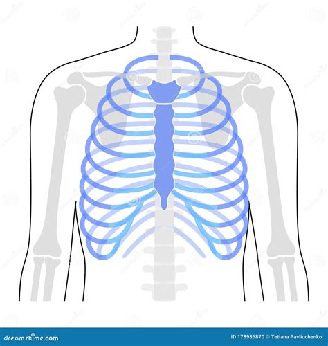 Human Rib Cage Anatomy Vector Illustration 178986870