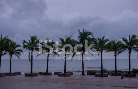 Palms At Hurricane Stock Photo Royalty Free Freeimages