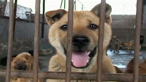 Inside The Cat And Dog Meat Market In China