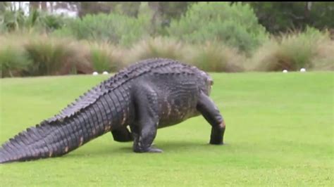Video Shows Massive Alligator Turn Heads Of Deer During Stroll On South