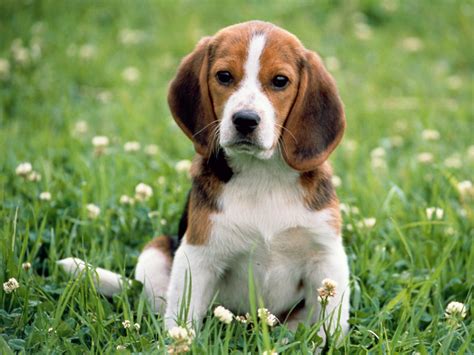 Dog Breed Informations Traits Of Beagle Dog