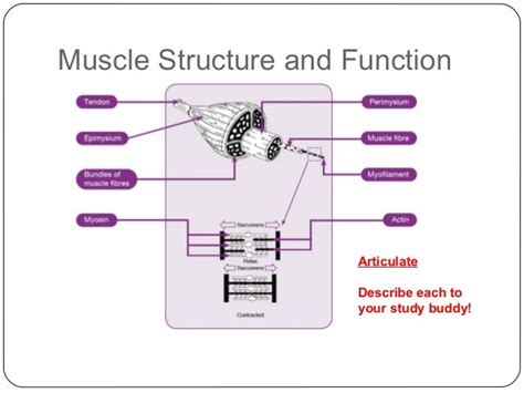 Muscle Anatomy Formalin