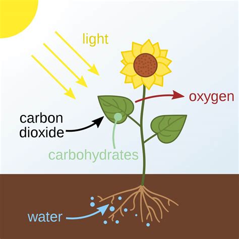 photosynthesis diagram process of energy transformation edraw