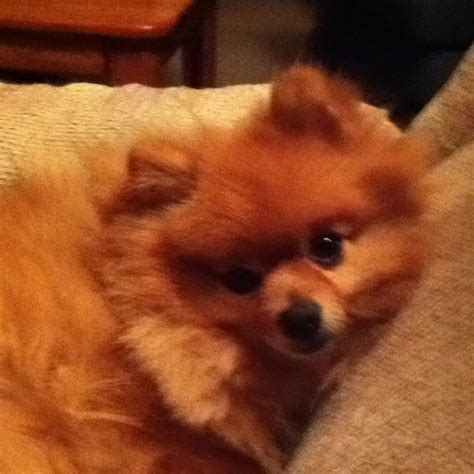 Pin By Pommie Mommie On My Favorite Things Pets Pup Pomeranian