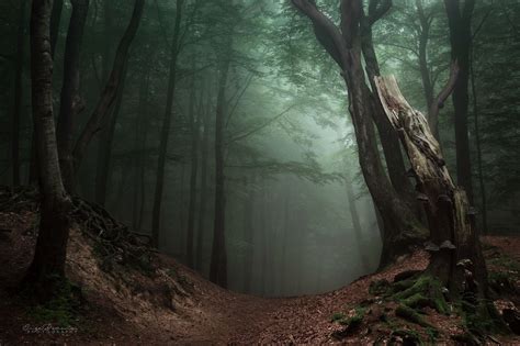 Walking Through The Woods Through The Real And Unreal Photography