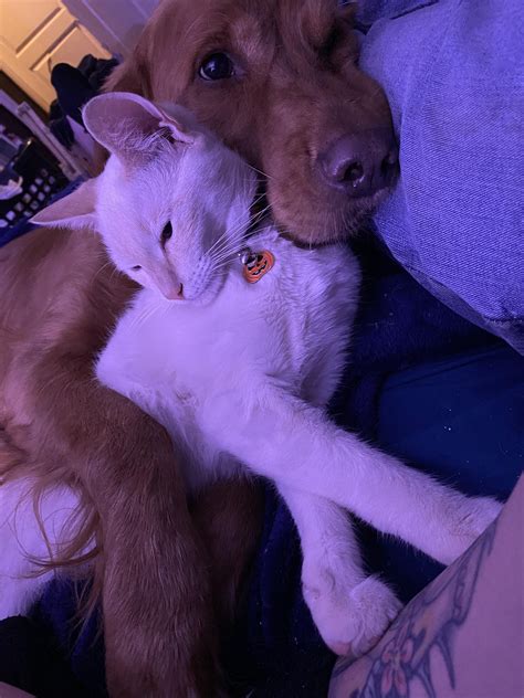 These are my guys ! I have more but Thorfinn is my flame point and