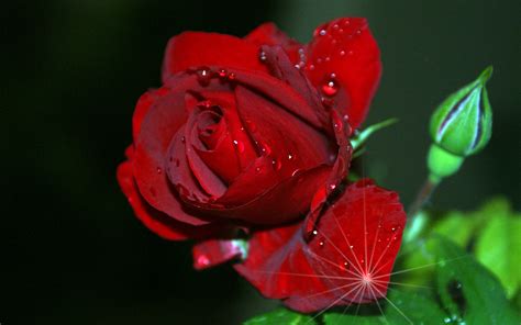 Beautiful Rose Flowers Hd Wallpapers Free Download Beautiful Rose