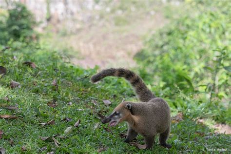 South American Coatis At The Iguaçu Falls In Brazil