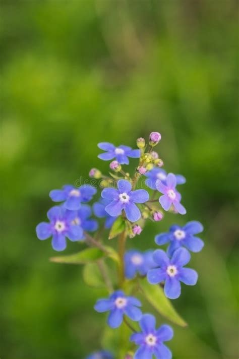 Spring Blue Forget Me Nots Flowers Blue Flowers Forget Me Not Latin