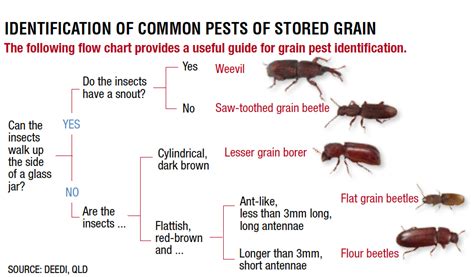 Pathak k a, thakur n s a, rao,k r and shylesha a n, insect pests of crops and their chhetry gkn, indigenous pest and disease management practices in traditional. Stored Grain Pests Identification - The Back Pocket Guide ...