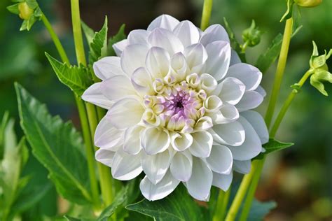 This Is How The Diverse Shapes And Colors Of Dahlias Can Add Pizzazz To