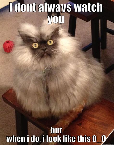 Stalker Cat Quickmeme