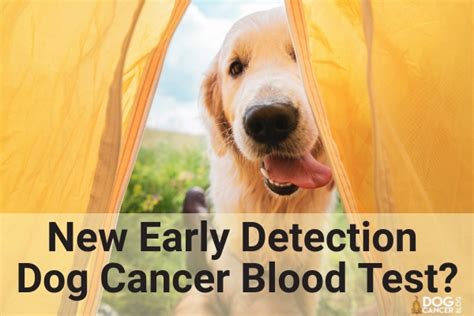 Can A Blood Test Detect Cancer In Dogs