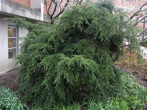 Identifying Popular Evergreen Shrubs And Bushes