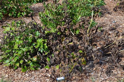 Maybe you would like to learn more about one of these? Southern Peony: February 2016