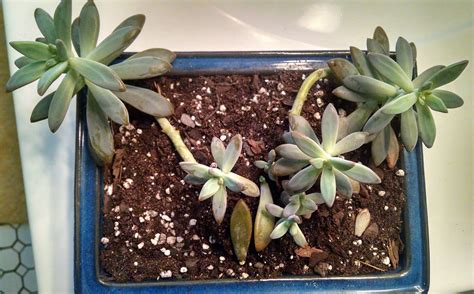 If you've read any of my posts then you know i love succulents. transplanting - Succulent spreading outward, Exposed roots ...